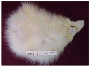 Arctic Fox Hide Piece