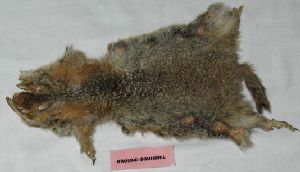 Arctic Ground Squirrel Pelt