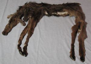Baby Moose Hide