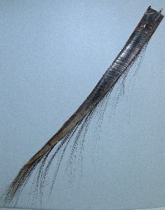 Baleen frond