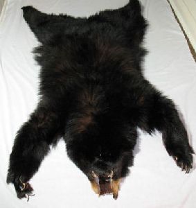 Black Bear Pelt